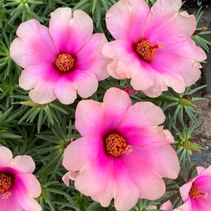 HotPink & cream Portulaca Grandiflora perennial, Moss rose single petal (gossip)