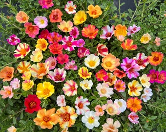 packets of random mixed color purslane cuttings