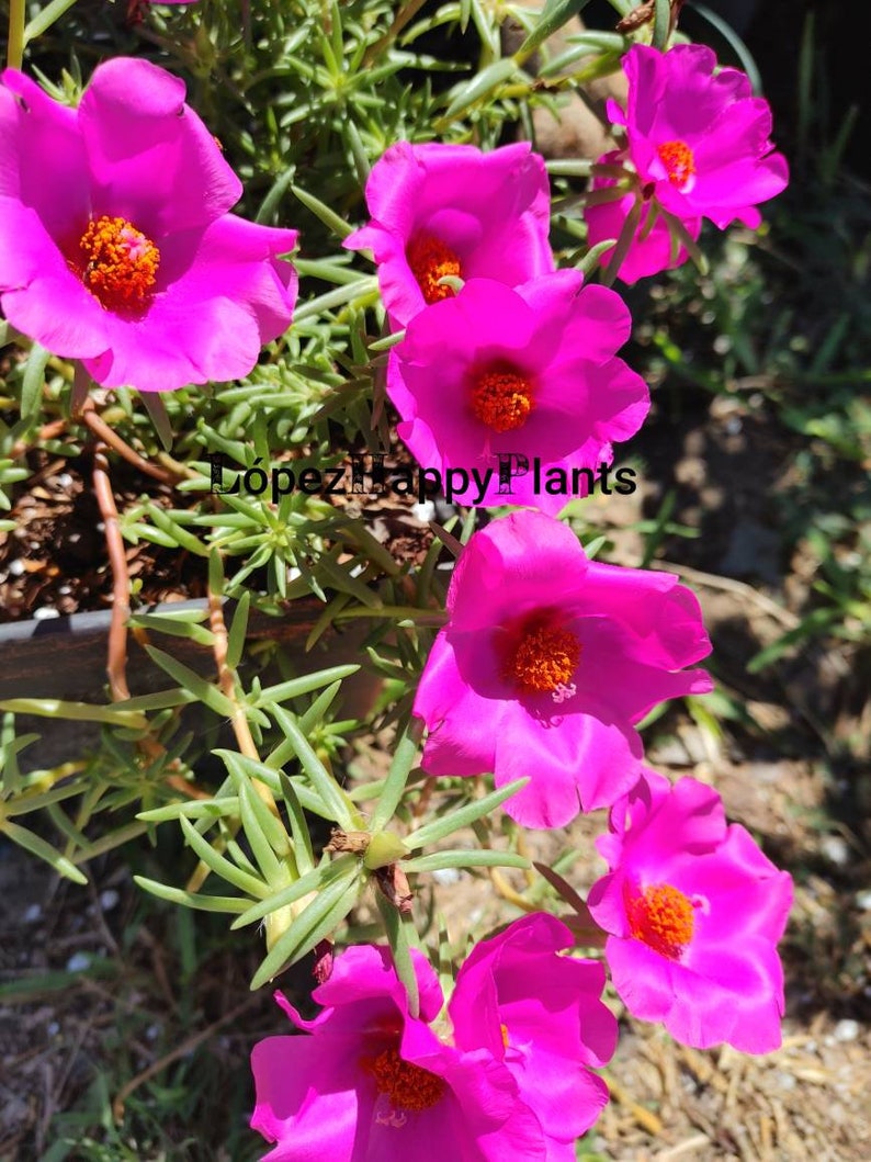 Portulaca grandiflora perennial, giant single flower moss rose image 8