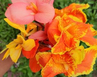 Canna Lily