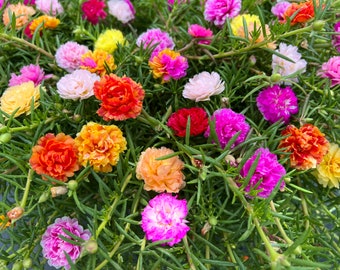 new !! colors of Portulaca perennial