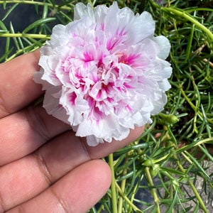 New pink princess Portulaca grandiflora image 3