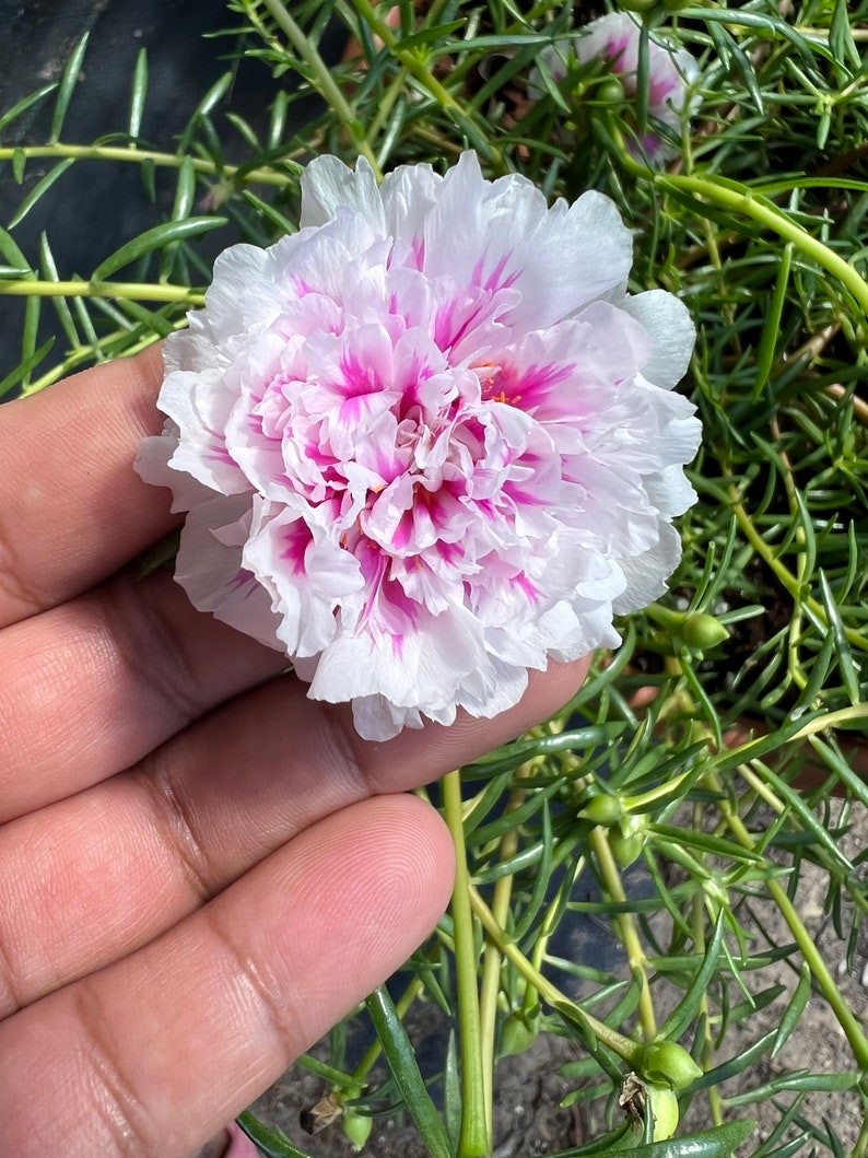 New pink princess Portulaca grandiflora image 3