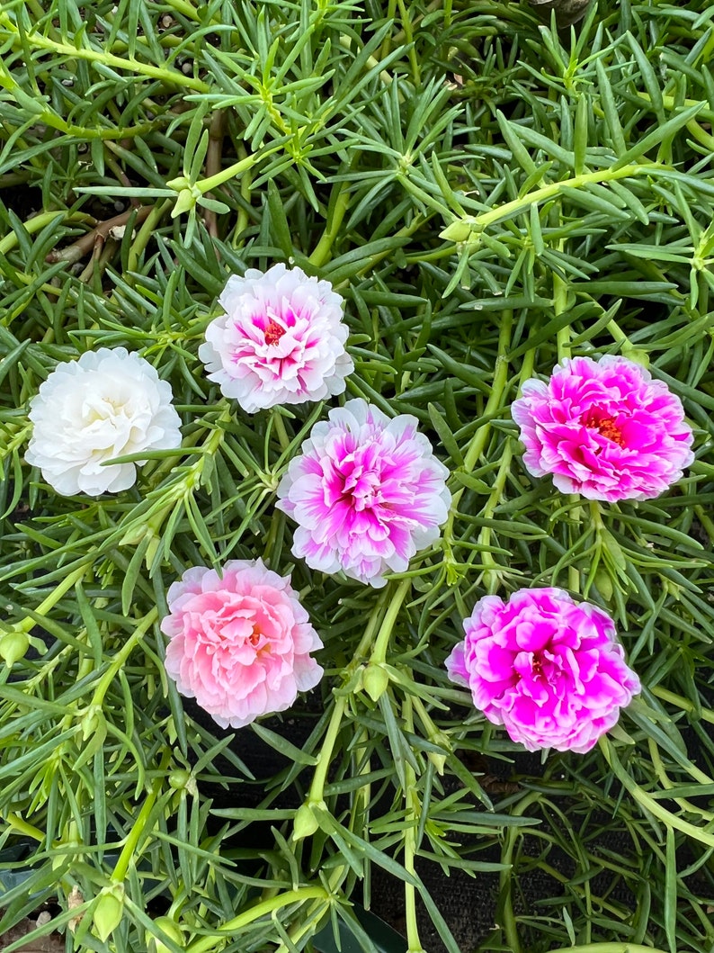 New pink princess Portulaca grandiflora image 8