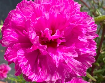 New! Color, “PURPLE BATIK”, Unrooted cuttings- Portulaca grandiflora