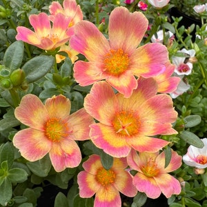 New! Portulaca oleracea #6