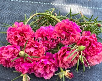 New! Color, “PINKY” Unrooted cuttings- Portulaca grandiflora