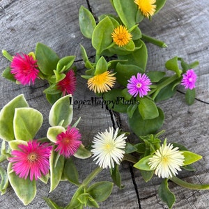 5 varieties of Baby sun rose aptenia cordifolia 1 cutting per color