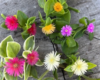 5 varieties of Baby sun rose aptenia cordifolia