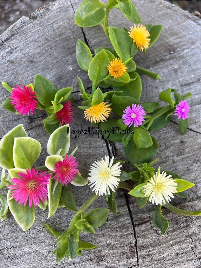 5 varieties of Baby sun rose aptenia cordifolia 1 cutting per color