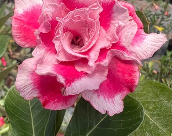 Desert Rose (Adenium obesum) Not grafted, from seed