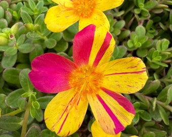 New! Portulaca oleracea, Yellow with pink stripes
