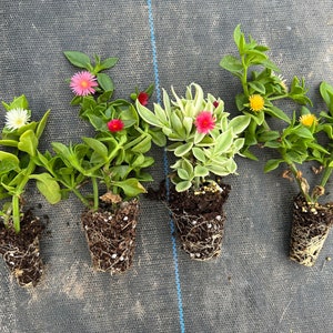 5 varieties of Baby sun rose aptenia cordifolia 4 rooted colors