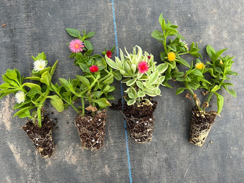 5 varieties of Baby sun rose aptenia cordifolia 4 rooted colors