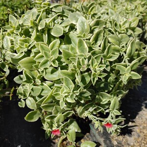 5 varieties of Baby sun rose aptenia cordifolia 5 Cuts (variegated)