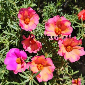 Pink & salmon Portulaca grandiflora perennial , moss rose single petal.