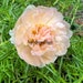 see more listings in the Portulaca Grandiflora section