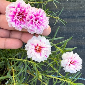 New pink princess Portulaca grandiflora image 4