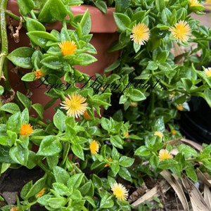 5 varieties of Baby sun rose aptenia cordifolia 5 cuttings (yellow)