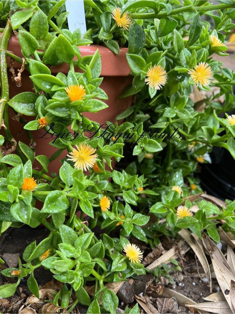 5 varieties of Baby sun rose aptenia cordifolia 5 cuttings (yellow)