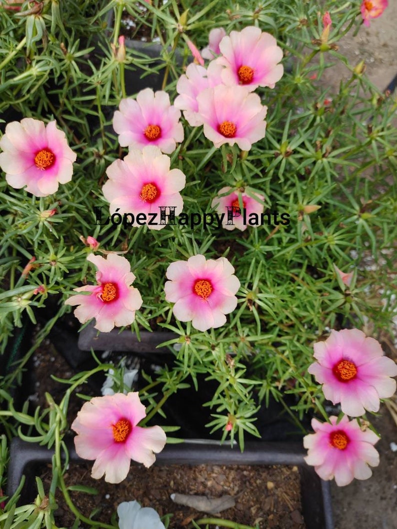 Portulaca grandiflora perennial, giant single flower moss rose image 9