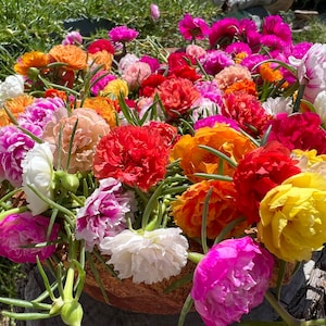 Portulaca grandiflora perennial. random cuts