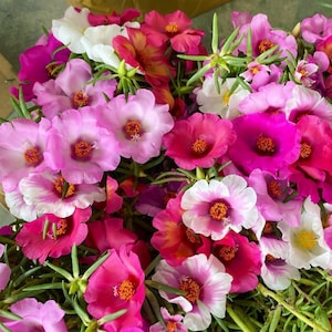 Portulaca grandiflora perennial, giant single flower. random cuts