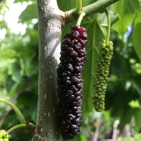 Pakistan Mulberry Tree - Mulberry Tree - Starter Tree Plant - 4-6 inch Tall