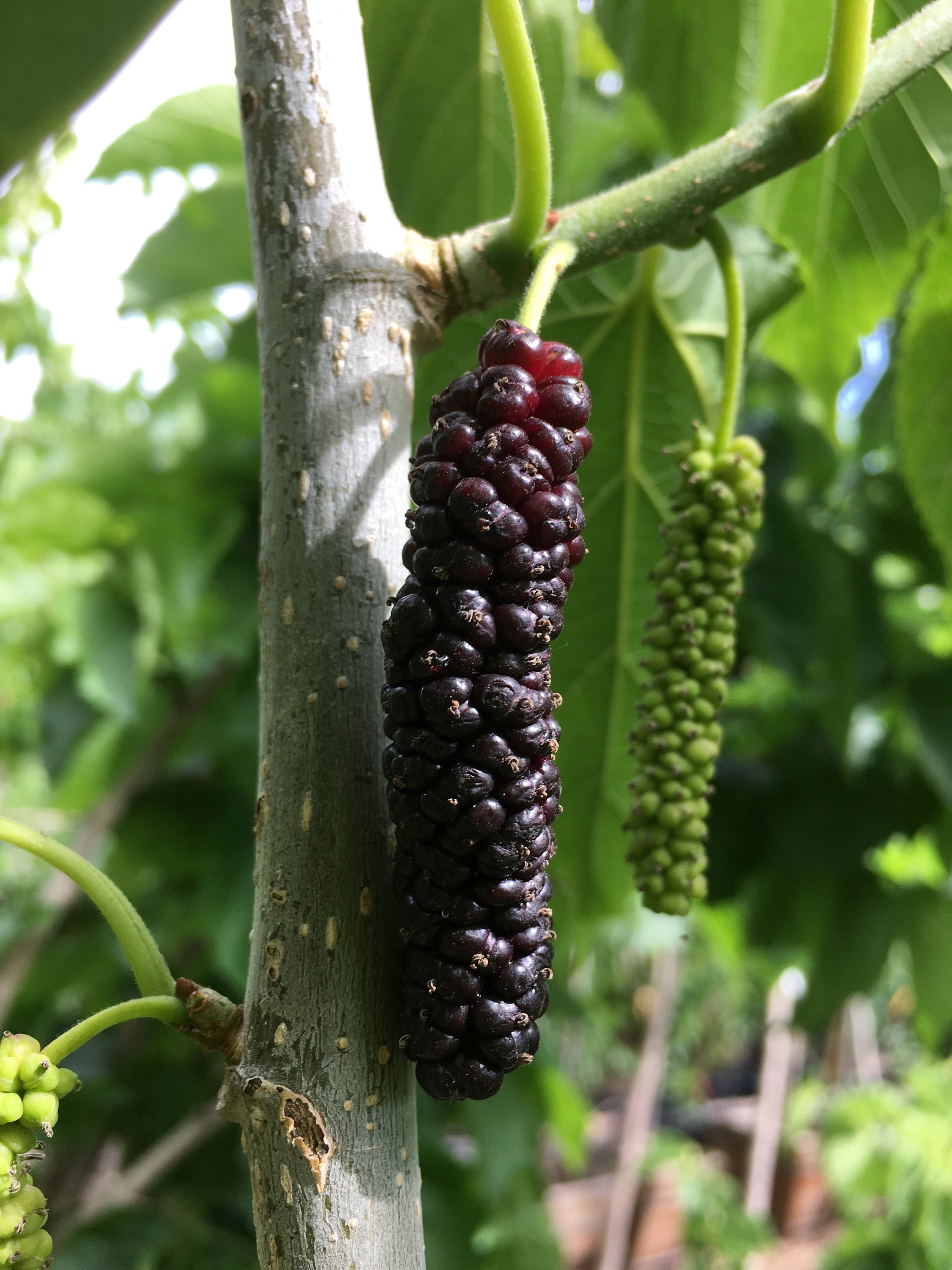 Malberrybush - qobc8b5