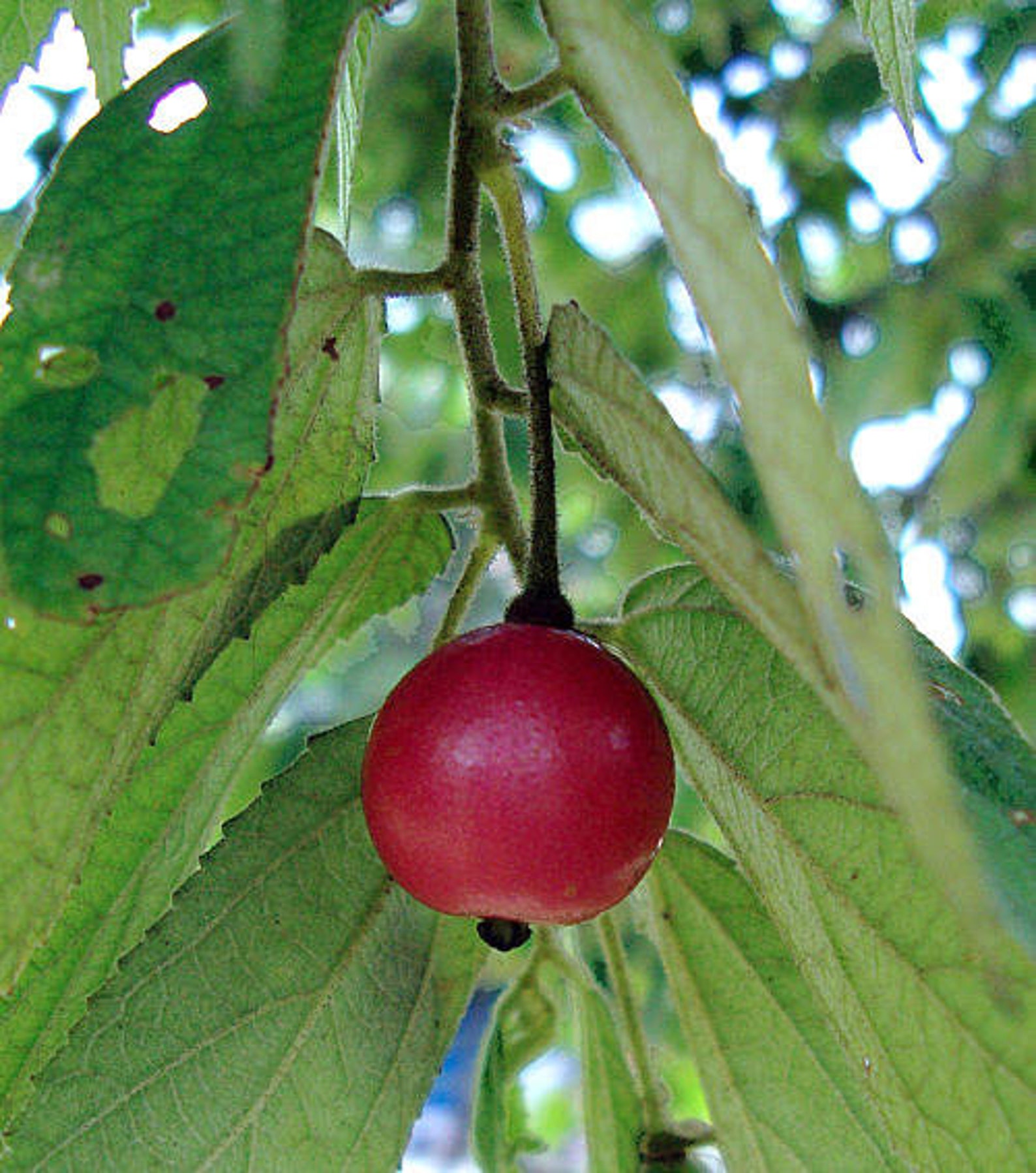 Jamaican Cherry Aka Strawberry Tree Tropical Fruit Muntingia Etsy