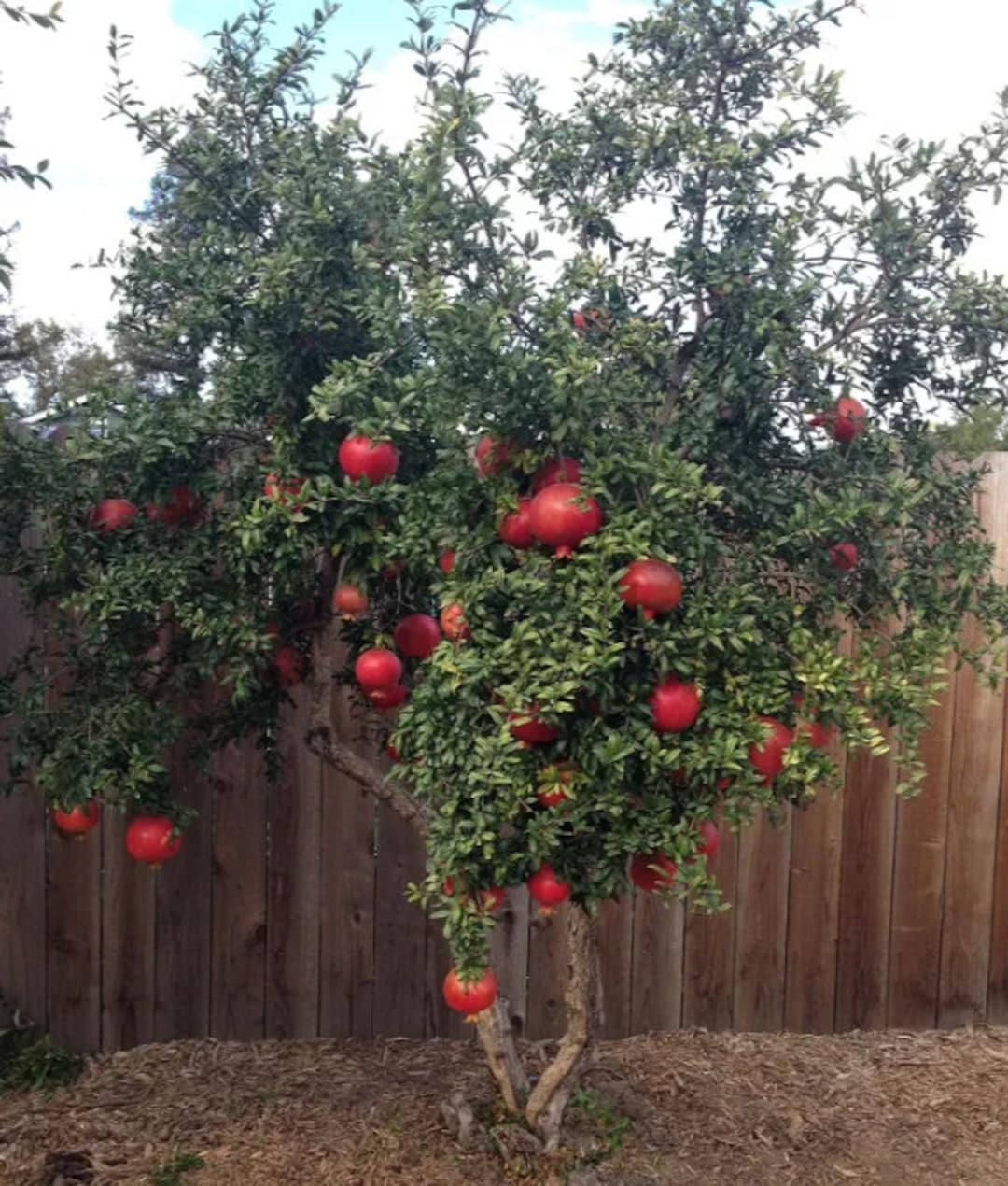 Russian Pomegranate Tree