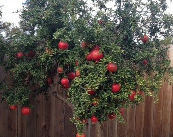 Salavatski Pomegranate Starter Tree - Punica Granatum -  Russian Pomegranate Plant - 4 to 6 Inch Starter Plant