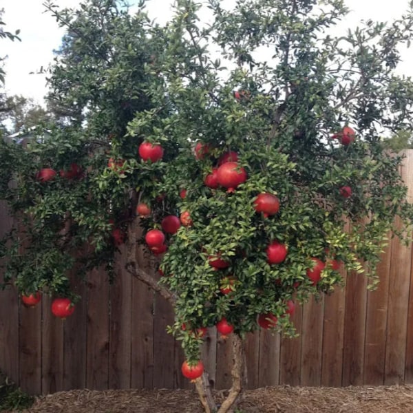 Salavatski Pomegranate Starter Tree - Punica Granatum -  Russian Pomegranate Plant - 4 to 6 Inch Starter Plant