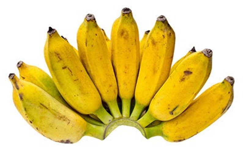 Namwah Banana Plant Dwarf Banana Tree Live Banana Fruit - Etsy