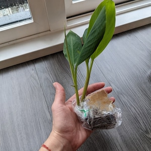 May include: A small green plant with long, narrow leaves is wrapped in plastic and held in a hand. The plant is potted in a small brown pot.