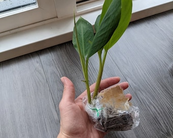 Namwah Banana Plant - Dwarf Banana Tree -  Live Banana Fruit Plant 4 - 6 inch