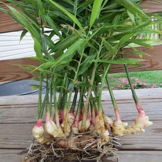 Ginger Plants ginger-plants