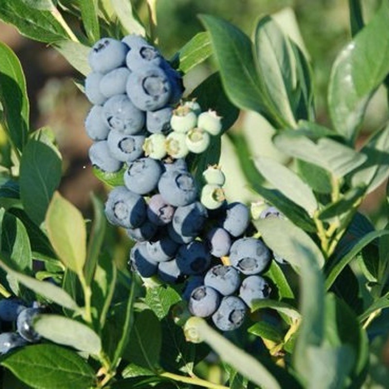 star-fruit-plant-etsy