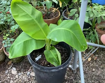 Dwarf Cavendish Banana Plant -  Musa Dwarf Cavendish Banana Plant  - 4-6 Inch Fruit Tree