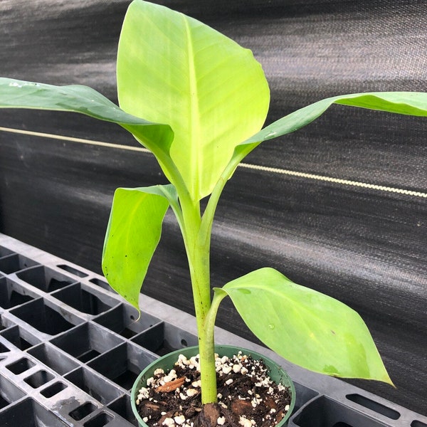 Veinte Cohol Banana Tree - Fast Fruiting Edible Banana Plant - 4-6 inch Tall