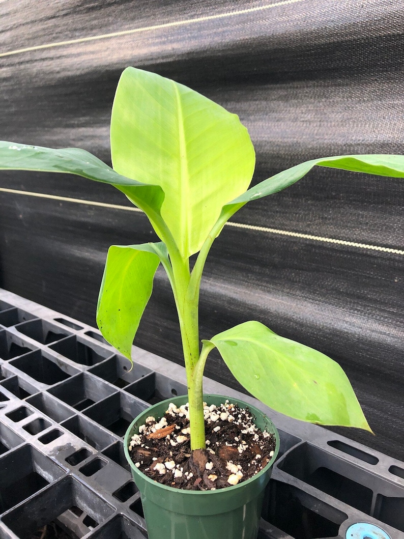 Veinte Cohol Banana Tree Fast Fruiting Edible Banana Plant Etsy