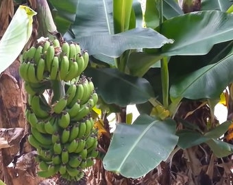 Grand Nain Banana Plant - Live Banana Fruit Plant - Banana Plant Tree Plant  Musa - 4-6 Inch Tree Live Plant - Etsy