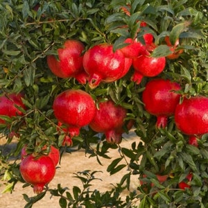 Wonderful Pomegranate Plant - Punica Granatum Pomegranate Tree -  Live Fruit Tree - Fruit Trees Live Plant - Starter Plant 4-6 inches