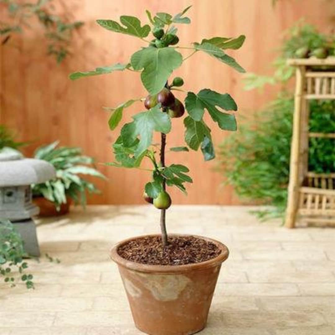 Live Fig Tree - Fignominal Plant - Dwarf Fig Tree - Ficus Carica - 4-6 ...