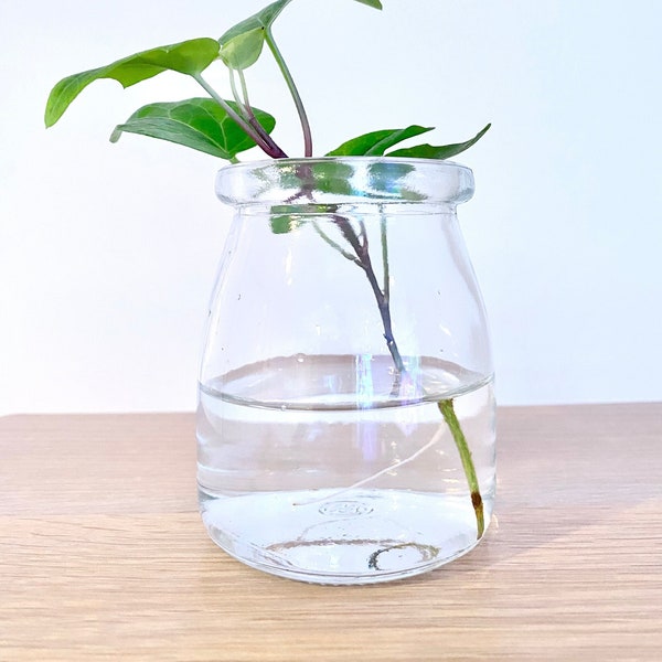 Glass Propagation Etsy