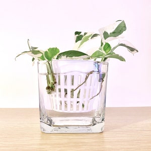 May include: A white plastic plant propagation basket with roots growing through it, sitting in a clear glass square vase filled with water. The vase is on a light brown wooden surface. A variegated plant with green and white leaves is growing out of the basket.