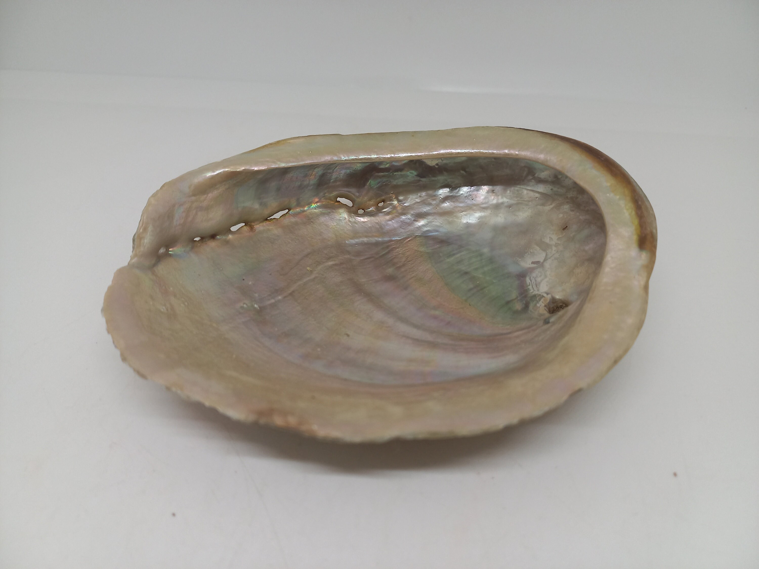 Coquille d'ormeau Haliotis 78Gr