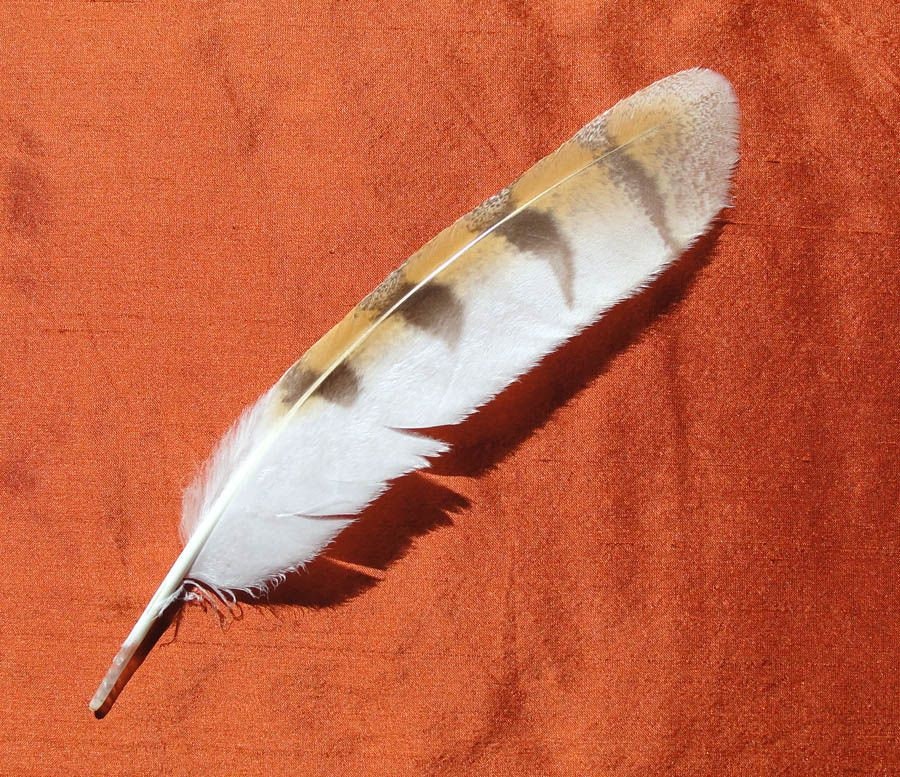 Owl Feathers for sale Only 2 left at 70