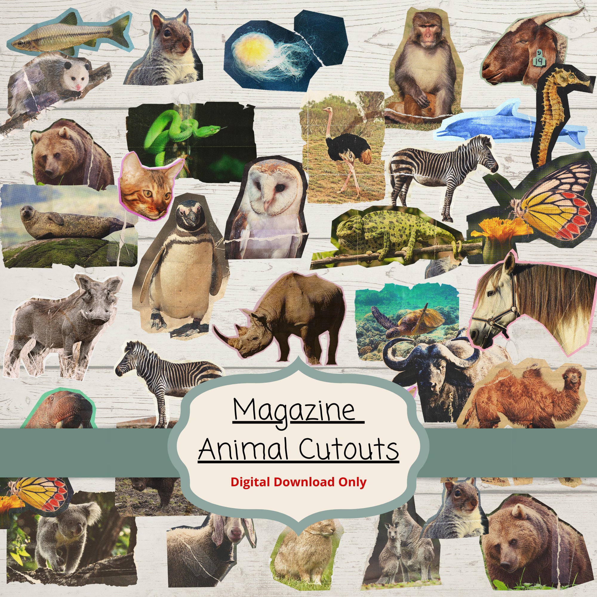 Buy 62 Pcs. Magazine Animal Fussy Cuts Magazine Images Fussy Online in  India - Etsy