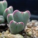 see more listings in the Conophytum& Aizoaceae section